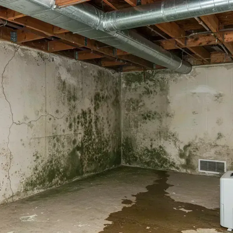 Professional Mold Removal in Milwaukee, WI